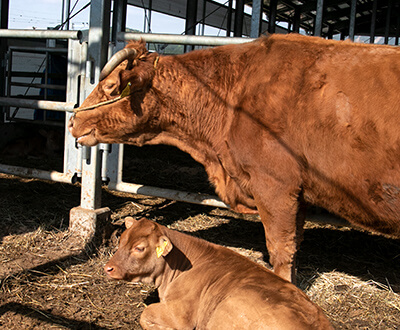 健康に育った牛だからおいしい